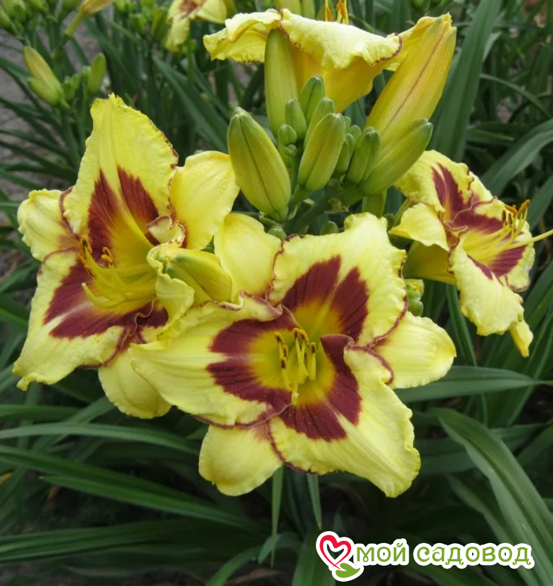 ЛИЛЕЙНИК ЭЛЬ ДЕСПЕРАДО