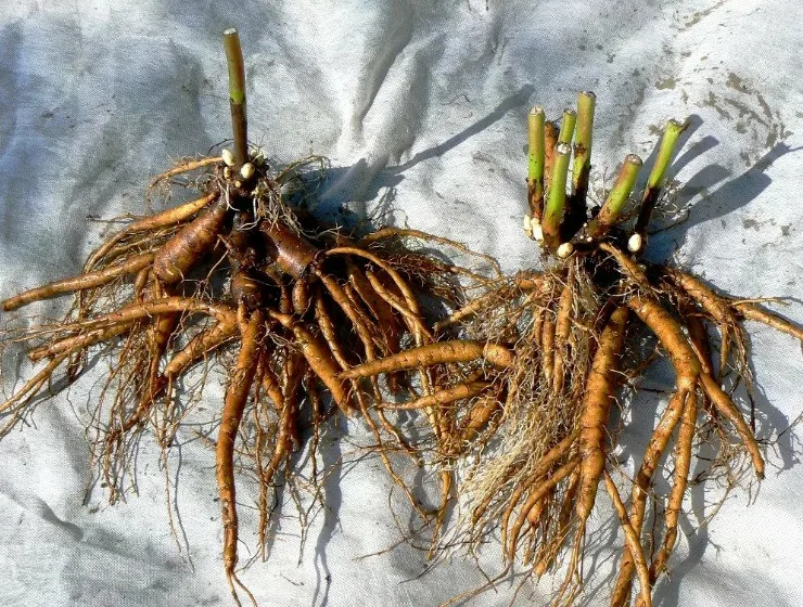 Лилейник Санкисс