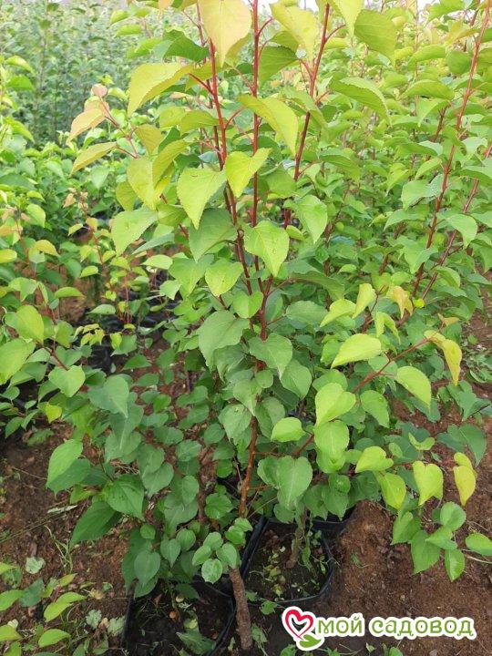 Абрикос Мелитопольский