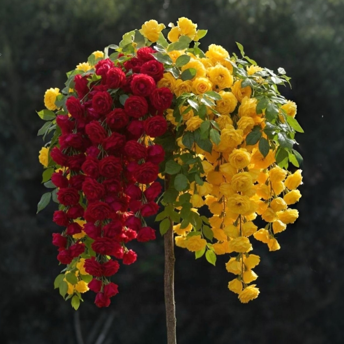 Саженцы роз